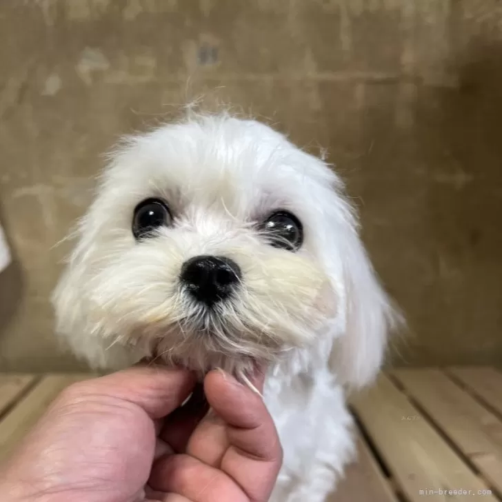 モモ 様のお迎えした子犬