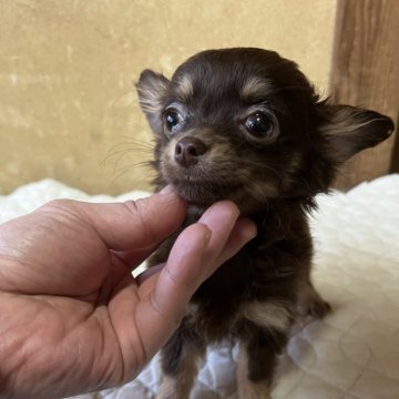 チワワ(ロング)【千葉県・男の子・2024年9月2日・チョコレートタン】の写真「可愛いお顔のチョコタンベビー」