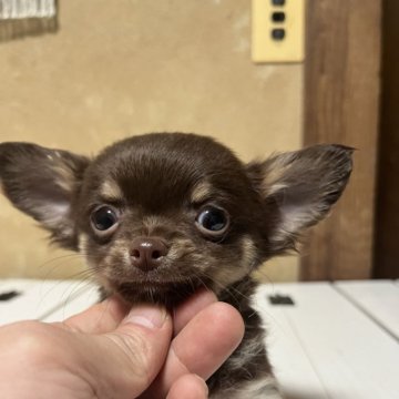 チワワ(ロング)【千葉県・男の子・2024年9月2日・チョコレートタン】の写真「とても可愛いチョコタンベビー」