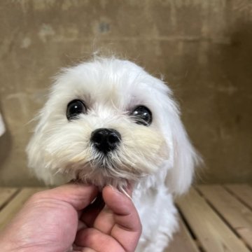 マルチーズ【千葉県・女の子・2023年11月20日・ホワイト】の写真「とても可愛い　未成犬1歳の女の子」