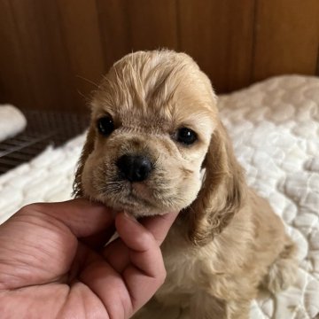 アメリカンコッカースパニエル【千葉県・男の子・2024年5月9日・バフ】の写真「血統優秀　とても可愛い男の子」