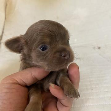 チワワ(ロング)【千葉県・男の子・2022年8月10日・イザベラタン】の写真「とても可愛い　レアなカラーのベビー」