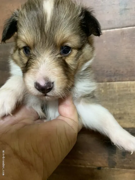 N.K 様のお迎えした子犬