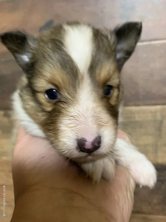 haru 様のお迎えした子犬