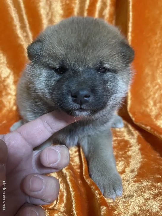 柴犬(標準サイズ)【福岡県・男の子・2021年4月29日・赤】の写真1