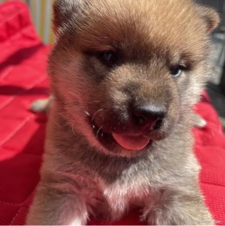 きお 様のお迎えした子犬