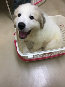 グレートピレニーズ【福岡県・男の子・2017年5月13日・マーキング】の写真「お目々魅力的な男の子」