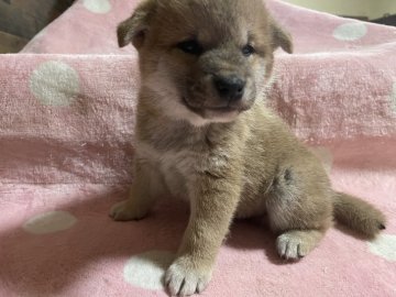 柴犬(標準サイズ)【福岡県・男の子・2021年11月20日・赤】の写真「甘えん坊です」