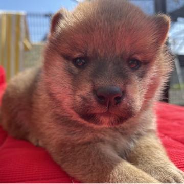 柴犬(標準サイズ)【福岡県・男の子・2022年8月19日・赤】の写真「むちむちの男の子」