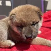 柴犬(標準サイズ)【福岡県・女の子・2022年8月19日・赤】の写真1