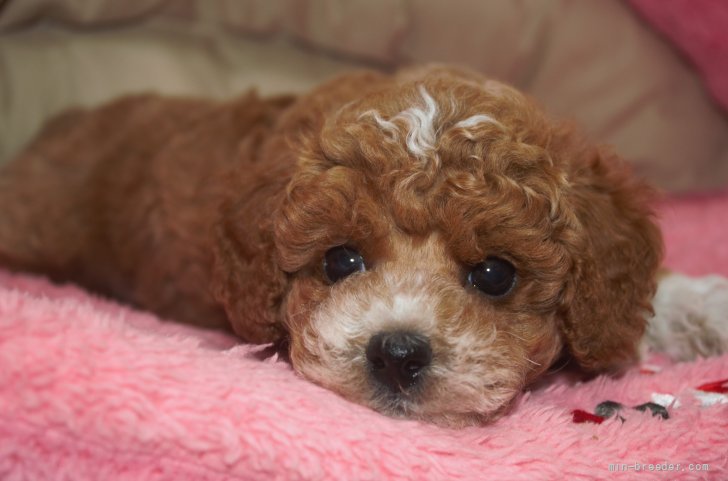 トイプードル 沖縄県 男の子 21年5月28日 レッド ミスカラー です ミスっ子でも可愛いよ みんなのブリーダー 子犬id 2107