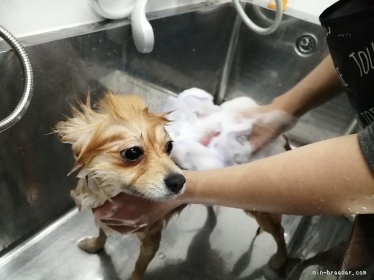 モコモコ泡でシャンプー中💦｜浅原　光男(あさはら　みつお)ブリーダー(静岡県・ポメラニアンなど・JKC登録)の紹介写真4