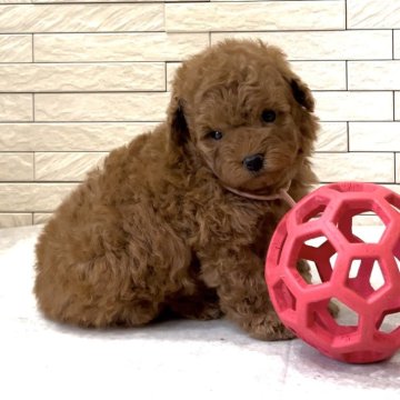 静岡県の近隣のトイプードルの子犬を探す｜ブリーダー直販の子犬販売【みんなのブリーダー】