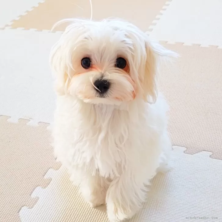 おっとり穏の性格です。飼育しやすいと思います。 | マルチーズ