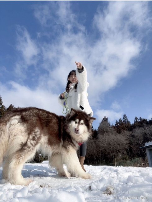 張　宗昌(ちょう　しゅうしょう)ブリーダー(茨城県・シベリアンハスキーなど・JKC/cku登録)の紹介写真4