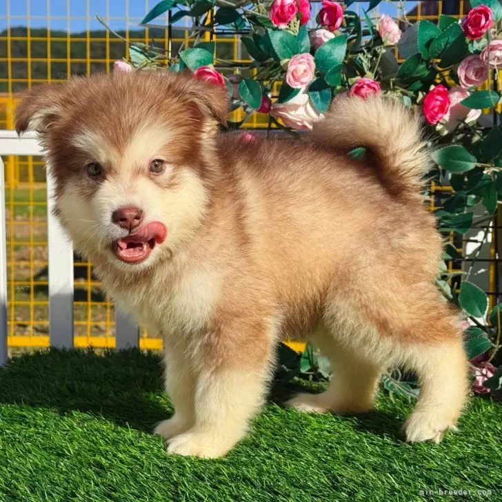 よっけちゃん 様のお迎えした子犬