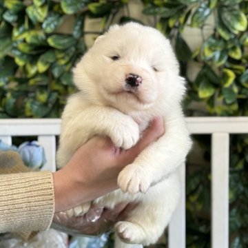 サモエド【茨城県・男の子・2025年2月16日・ホワイト】の写真「顔が丸くて、とても可愛いんです。💜」