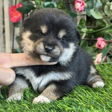 柴犬(標準サイズ)【茨城県・女の子・2024年12月25日・黒】の写真「可愛いお顔の女の子です、💜分割払いok」