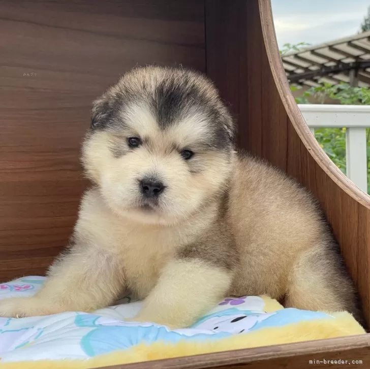 チビスターキャット 様のお迎えした子犬