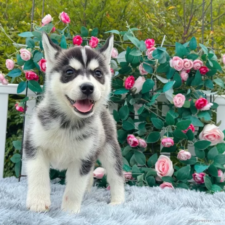 midorino87 様のお迎えした子犬