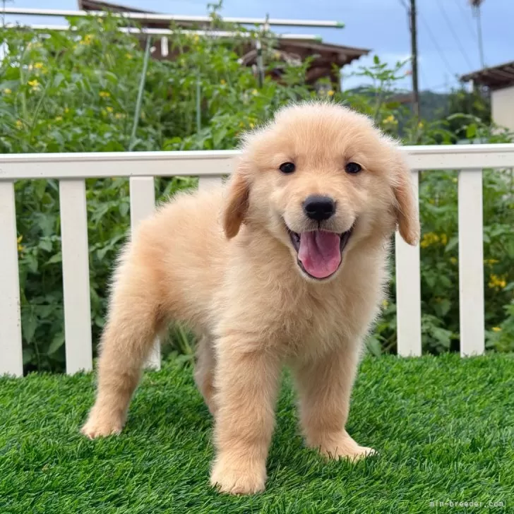 Kk 様のお迎えした子犬