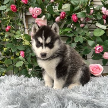 シベリアンハスキー【茨城県・男の子・2023年5月18日・ブラック&ホワイト】の写真「海外輸入犬です。💜分割払いOK。」