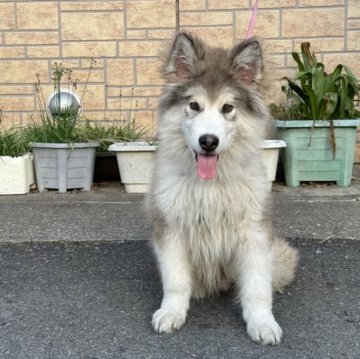 アラスカンマラミュート【茨城県・男の子・2023年6月5日・シルバー&ホワイト】の写真「海外輸入犬、成犬予測45-55kg､💜分割払いOK」