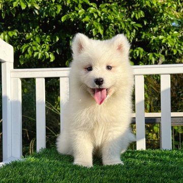 サモエド【茨城県・男の子・2024年4月24日・ホワイト】の写真「顔が丸くて、とても可愛いんです。💜分割払いOK」