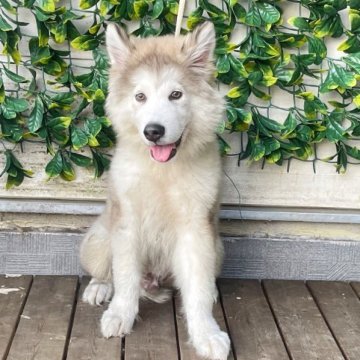 アラスカンマラミュート【茨城県・男の子・2023年6月5日・シルバー&ホワイト】の写真「海外輸入犬種 とてもかわいいの大型犬　成犬予測45」