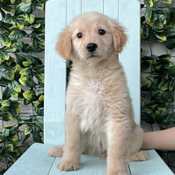 ゴールデンレトリバー【茨城県・男の子・2023年3月5日・ゴールド】の写真「おとなしいな男の子です。💜分割払いOK」