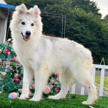 シベリアンハスキー【茨城県・男の子・2024年1月13日・シルバー】の写真「とても可愛い顔をしています💜分割払いOK💕」