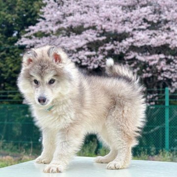 シベリアンハスキー【茨城県・男の子・2024年1月13日・シルバー】の写真「おとなしいの男の子です👦」