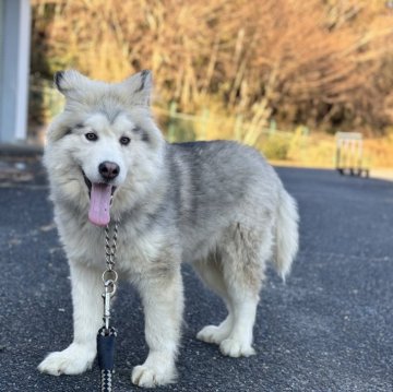 アラスカンマラミュート【茨城県・男の子・2023年6月5日・シルバー&ホワイト】の写真「海外輸入犬、成犬予測45-55kg💜分割払いOk」