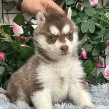 シベリアンハスキー【茨城県・女の子・2023年5月18日・レッド&ホワイト】の写真「海外輸入犬です。💜分割払いOK。」