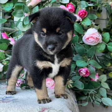 柴犬(標準サイズ)【茨城県・女の子・2023年8月20日・黒】の写真「良血統✨ 可愛い黒柴の女の子です。💕」