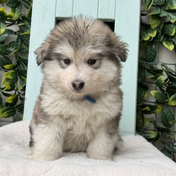 アラスカンマラミュート【茨城県・女の子・2024年1月5日・シルバー】の写真「両親海外輸入犬、長毛、珍しいです💜分割払いOk」