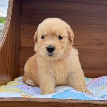 ゴールデンレトリバー【茨城県・男の子・2024年9月6日・ゴールド】の写真「可愛くて元気な子です。😊💖分割払いOK」