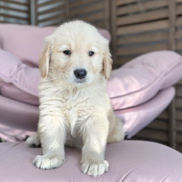 ゴールデンレトリバー【茨城県・男の子・2023年11月18日・ゴールド】の写真「おとなしいの男の子です👦 💜分割払いOK」