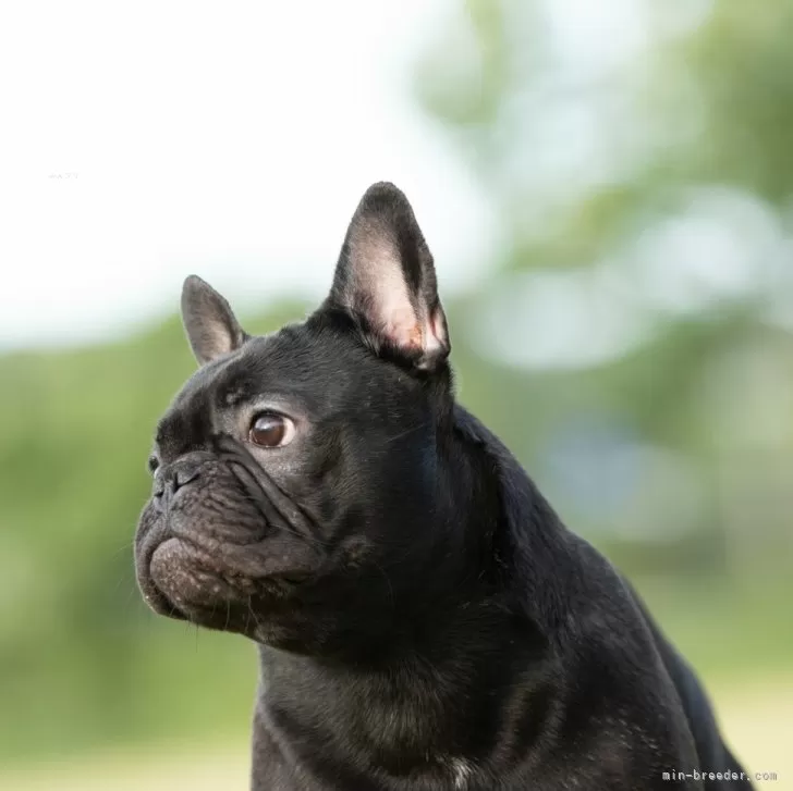 フレンチブルドッグ 黒 ミニチュア ブルドッグ パグ テリア 中型犬 ブサカワ - 置物