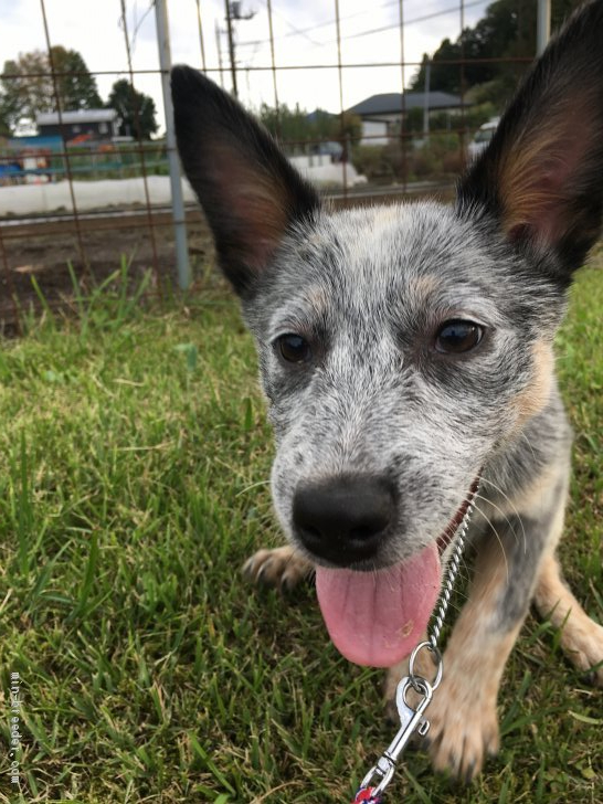 オーストラリアン キャトル ドッグの子犬をお迎えいただいたお客様の声 口コミ 評判 みんなのブリーダー