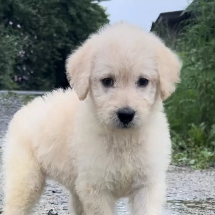 n 様のお迎えした子犬