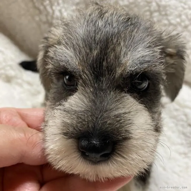 さち 様のお迎えした子犬