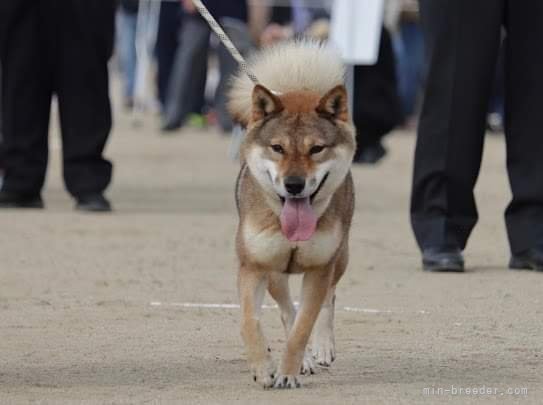 四国犬成犬｜坂井　昭広(さかい　あきひろ)ブリーダー(岐阜県・柴犬など・日本犬保存会登録)の紹介写真4