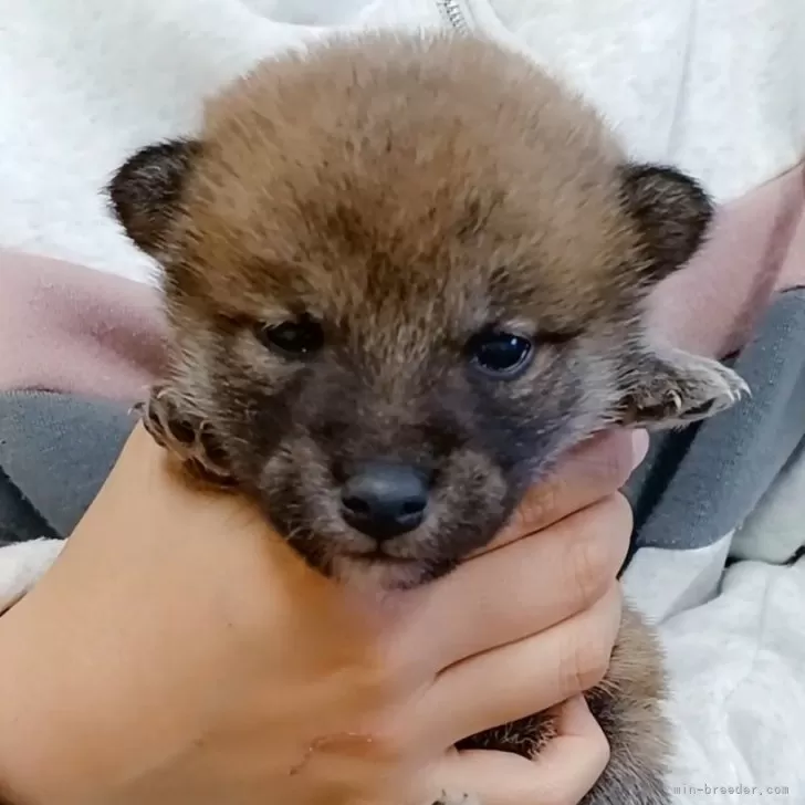 柴犬(標準サイズ)【岐阜県・男の子・2024年10月13日・濃いめのキレイな赤ですよ✨】の写真1「ポッチャリおっとりなタヌキ君です☺️」