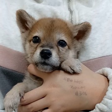 柴犬(標準サイズ)【岐阜県・女の子・2024年8月13日・とてもキレイな赤です!】の写真「おっとりかつ明朗活発な小振りなタヌキちゃん」