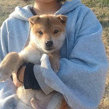 柴犬(標準サイズ)【岐阜県・男の子・2024年10月13日・濃いめのキレイな赤ですよ✨】の写真「とにかくおとなしく愛らしい性格抜群なイケメン君」