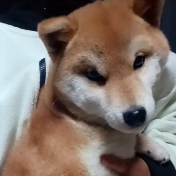 柴犬(標準サイズ)【岐阜県・女の子・2024年7月31日・キレイな赤です。】の写真「非常におっとりで優しい性格の美人ちゃんです☺️」