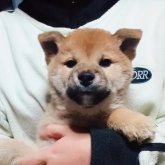 柴犬(標準サイズ)