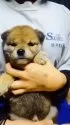 柴犬(標準サイズ)【岐阜県・男の子・2025年1月3日・濃いめのキレイな赤ですよ✨】の写真6