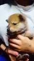 柴犬(標準サイズ)【岐阜県・男の子・2025年1月12日・キレイな赤です。】の写真4